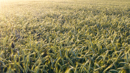 Aerial view of wheat field at summer sunset.