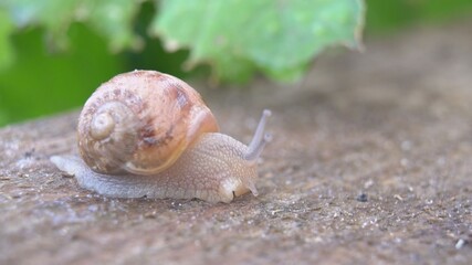 Snail shell between fresh sprout leafs. Mollusk snails with brown