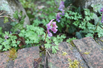 Hohler Lerchensporn