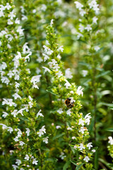 bumblebee on green branches