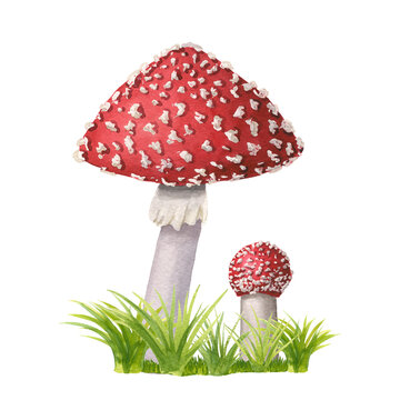 recommend clip art: Two watercolor redcap fly agarics on green grass. Hand-drawn poisonous mushrooms with dots on red caps and ring on grey stipe isolated on white. Dangerous amanita muscaria grows in woods and forests. 