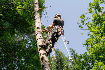  rope-assisted tree climbing technique, man at work