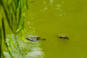 Two red-eared slider turtle swimming in the lake view between branches 