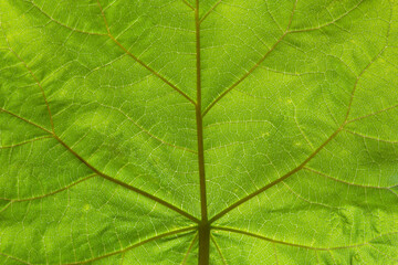 Close-up on a green leaf with its veins