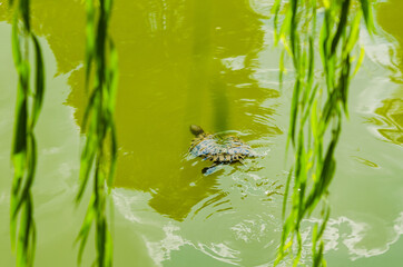 Two red-eared slider turtle swimming in the lake view between branches 