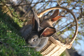 Kaninchen