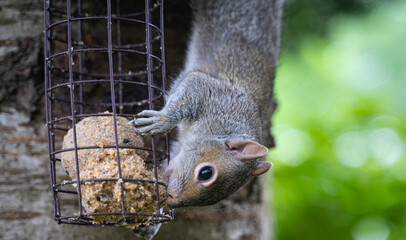 A cheeky baby squirrel eating bird food in a garden