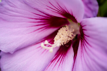 close up of pink flower