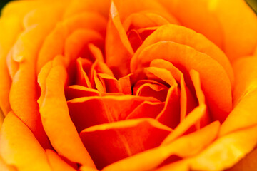 orange rose macro