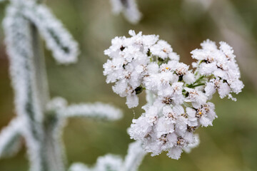 frozen flowers in the shape of a heart