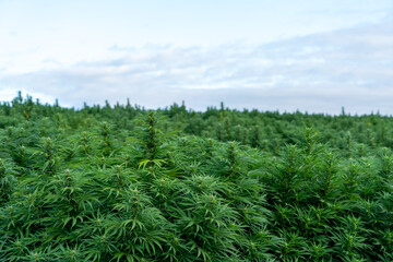 Fototapeta na wymiar Marijuana outdoor crop