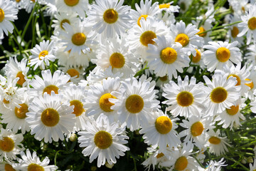 Daisy flower garden full bloom. Lovely blossom daisy flowers background
