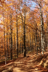Path through a beech forest, Bieszczady Mountains