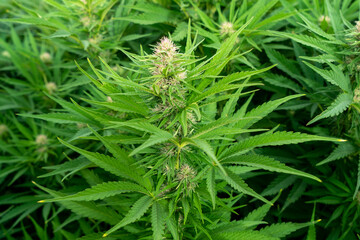 Marijuana outdoor crop