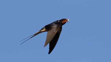 Portrait of barn swallow (hirundo rustica) with blue sky background