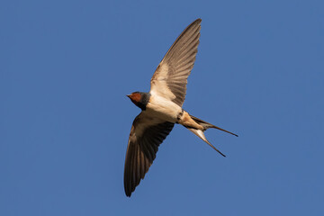Portrait of barn swallow (hirundo rustica) with blue sky background