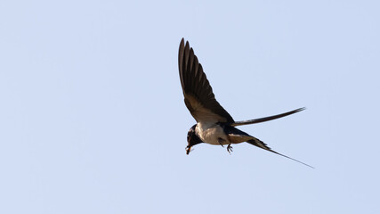 Portrait of barn swallow (hirundo rustica) with insects in the beak