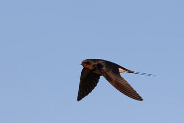 Portrait of barn swallow (hirundo rustica) with blue sky background
