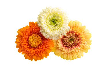 beautiful gerbera flowers isolated