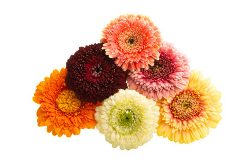 beautiful gerbera flowers isolated