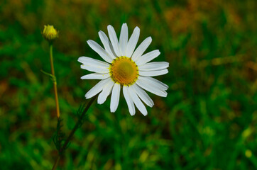 *G&auml;nsebl&uuml;mchen / Mageritte Fr&uuml;hlingszauber*