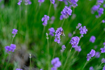 Lavender flowers background. Beautiful photo with selective focus. Copy space for text placement. 