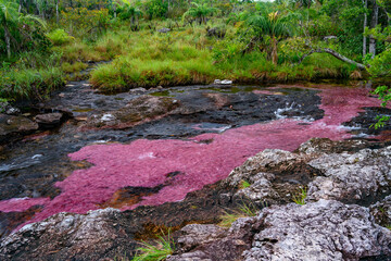 The rainbow river or five colors river is in Colombia one of the most beautiful nature places, is called Crystal Canyon