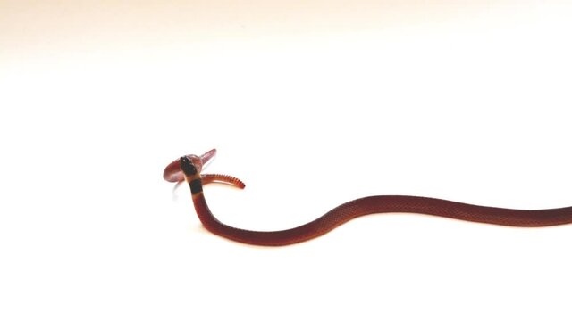 Redback coffee snake (Ninia sebae)