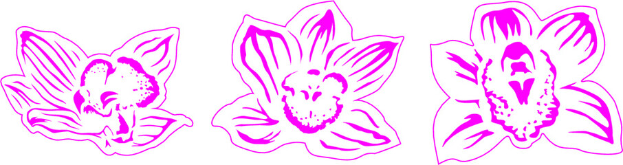 Orchid
