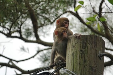 Two wild baby monkeys in nature