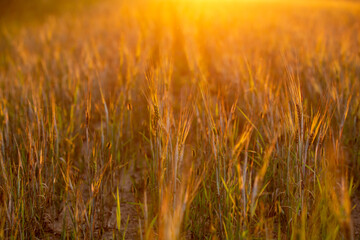 Field of rye under gold sunset lights.
