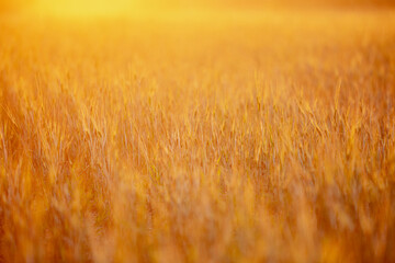 Field of rye under gold sunset lights.