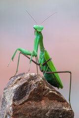 a praying mantis - Hierodula membranacea