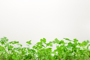 parsley sprouts on a white background. Copy space. Green summer parsley on a white background. Place to record. Greenery. Healthy diet. Diet. Greens for salad. Nutrition