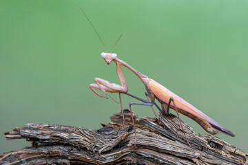 a praying mantis - Hierodula membranacea