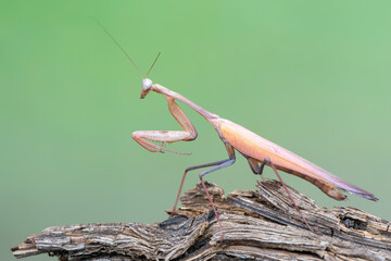 a praying mantis - Hierodula membranacea