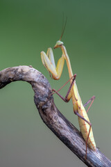 a praying mantis - Hierodula membranacea