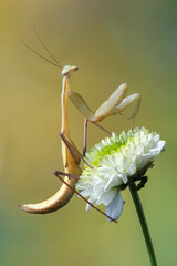 a praying mantis - Hierodula membranacea