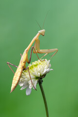 a praying mantis - Hierodula membranacea