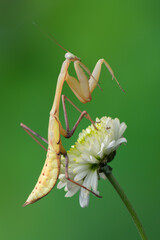 a praying mantis - Hierodula membranacea