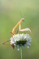 a praying mantis - Hierodula membranacea