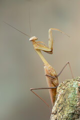 a praying mantis - Hierodula membranacea