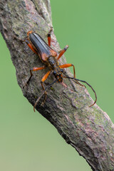 a longhorn beetle - Stenocorus meridianus