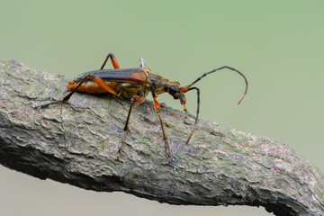a longhorn beetle - Stenocorus meridianus