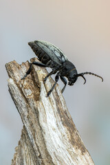 a lonhorn beetle - Dorcadion fuliginator