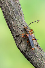 a longhorn beetle - Stenocorus meridianus
