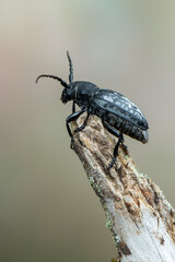 a lonhorn beetle - Dorcadion fuliginator