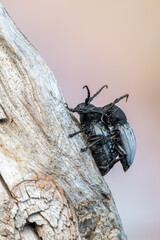 a lonhorn beetle - Dorcadion fuliginator