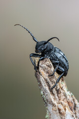 a lonhorn beetle - Dorcadion fuliginator