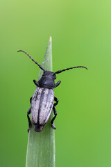 a lonhorn beetle - Dorcadion fuliginator